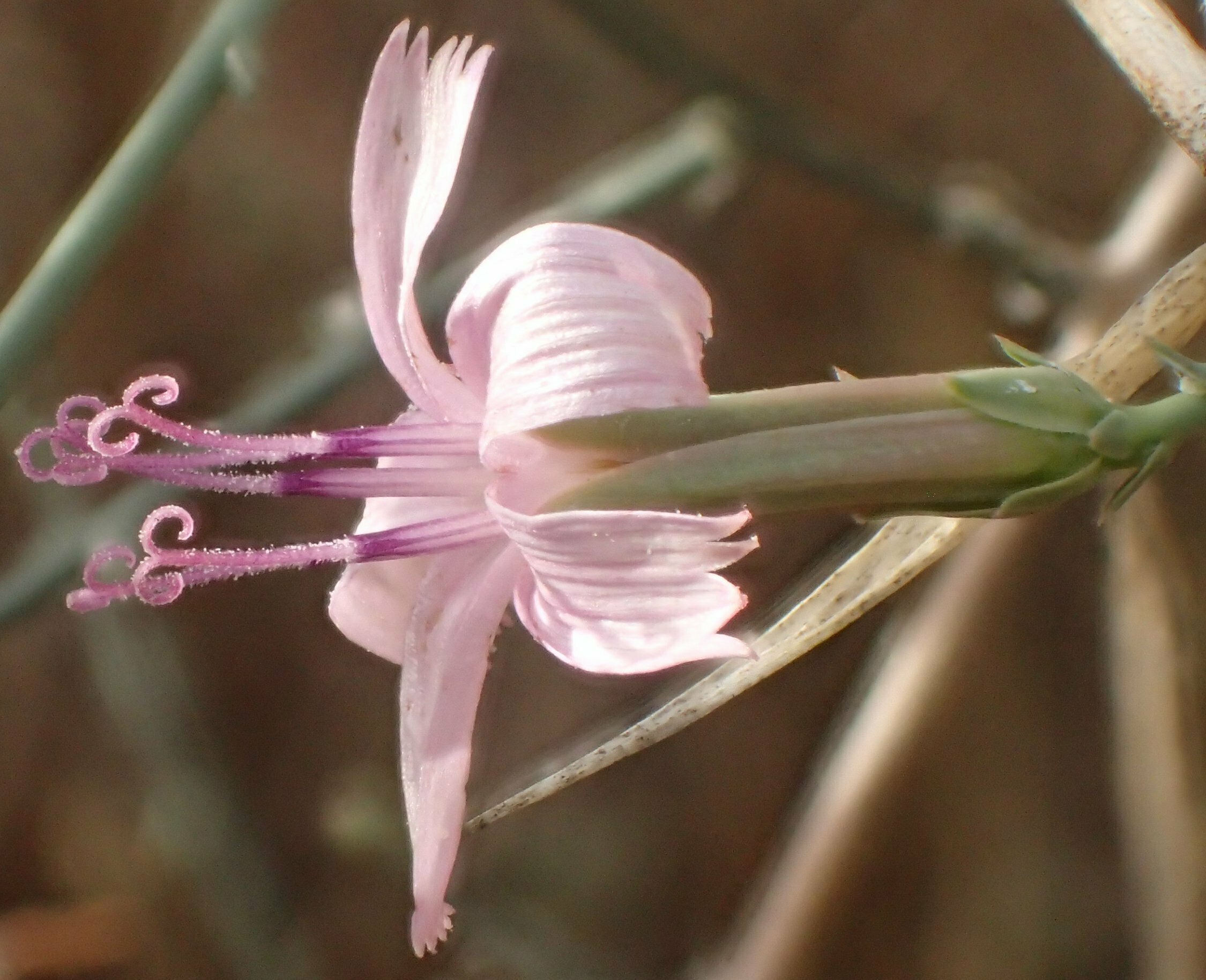 High Resolution Stephanomeria pauciflora Flower